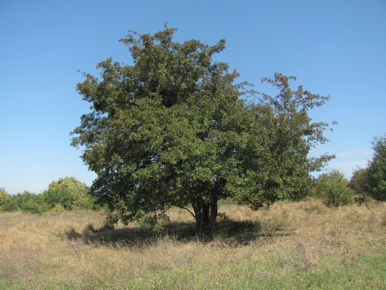 Южные деревья Краснодарского края