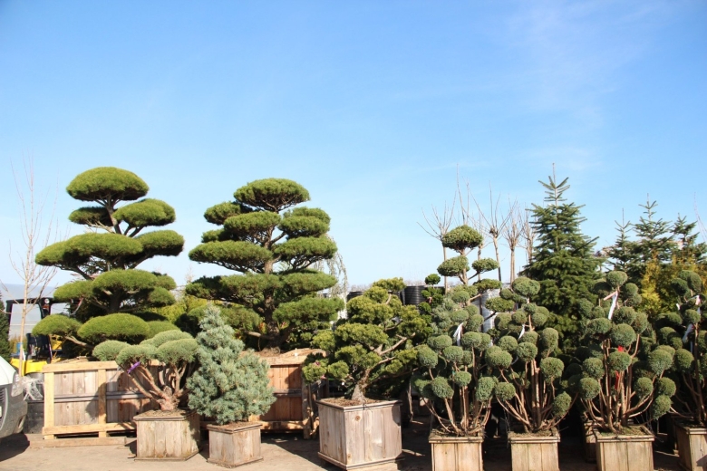 Розовый сад питомник Краснодар Хутор Ленина