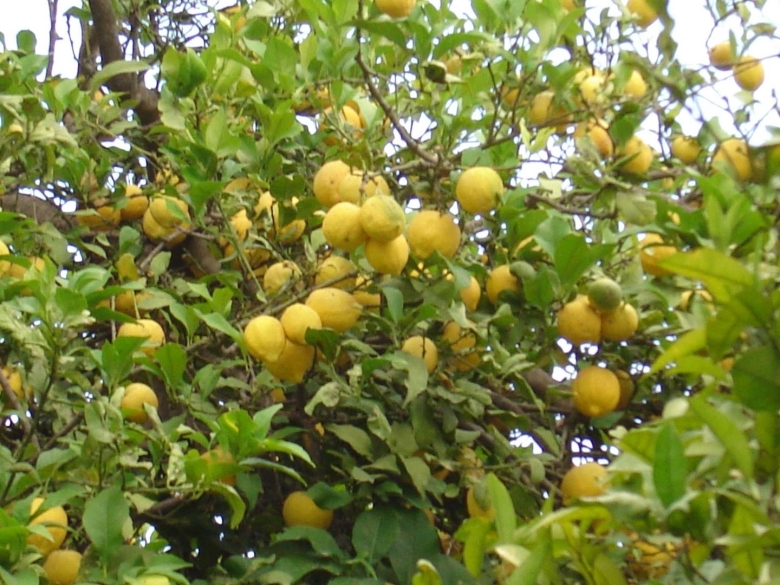 Фруктовые деревья Краснодарского края