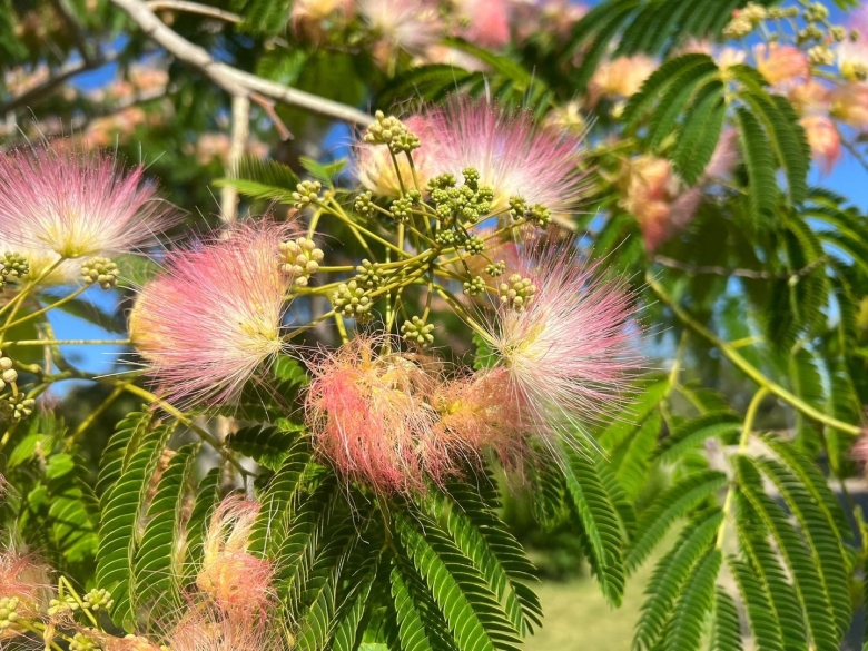 Ленкоранская Акация