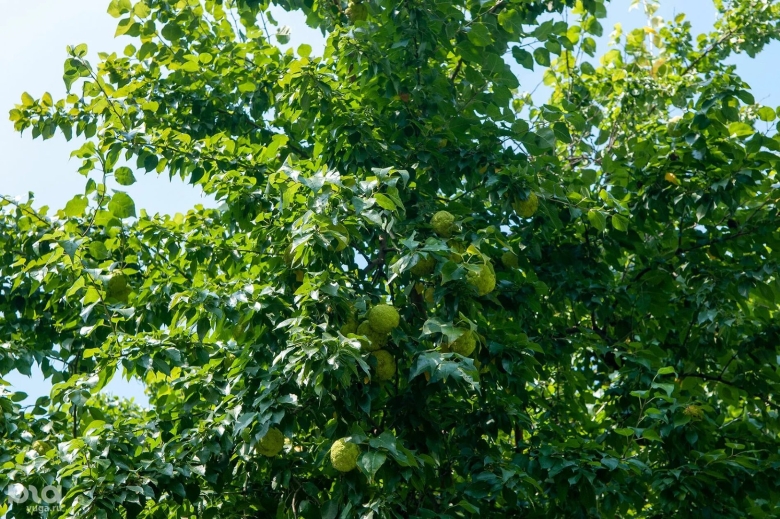 Белолиственница дерево Краснодарский