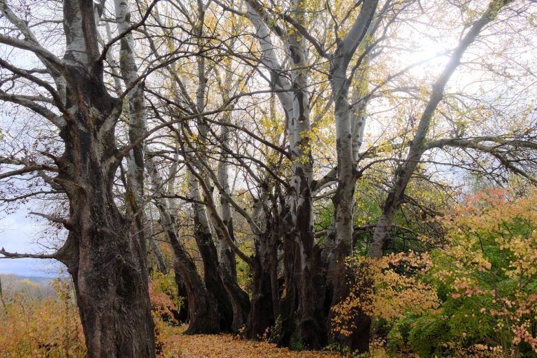 Белолиственница дерево Краснодарский