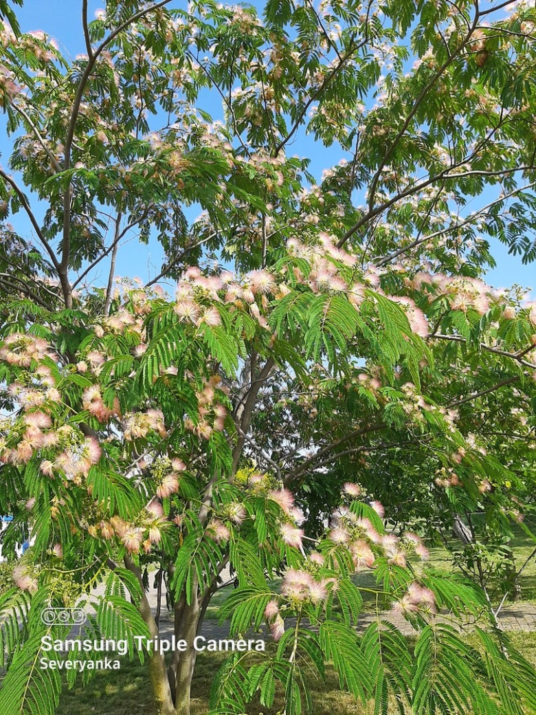 Плодоносные деревья Анапа