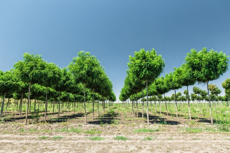 Питомник крупномеров