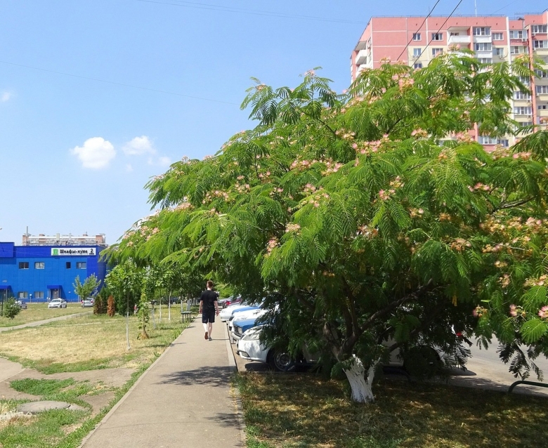 Альбиция ленкоранская Акация