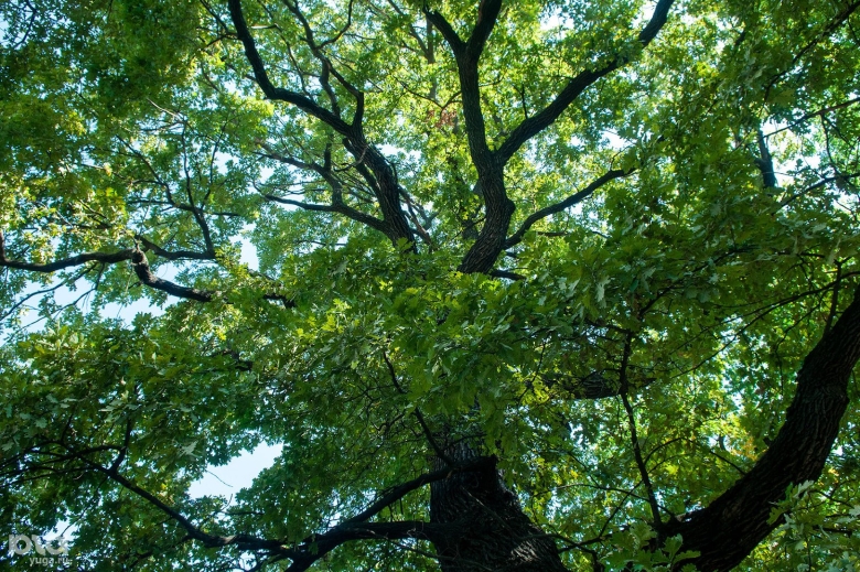 Белолиственница дерево Краснодарский