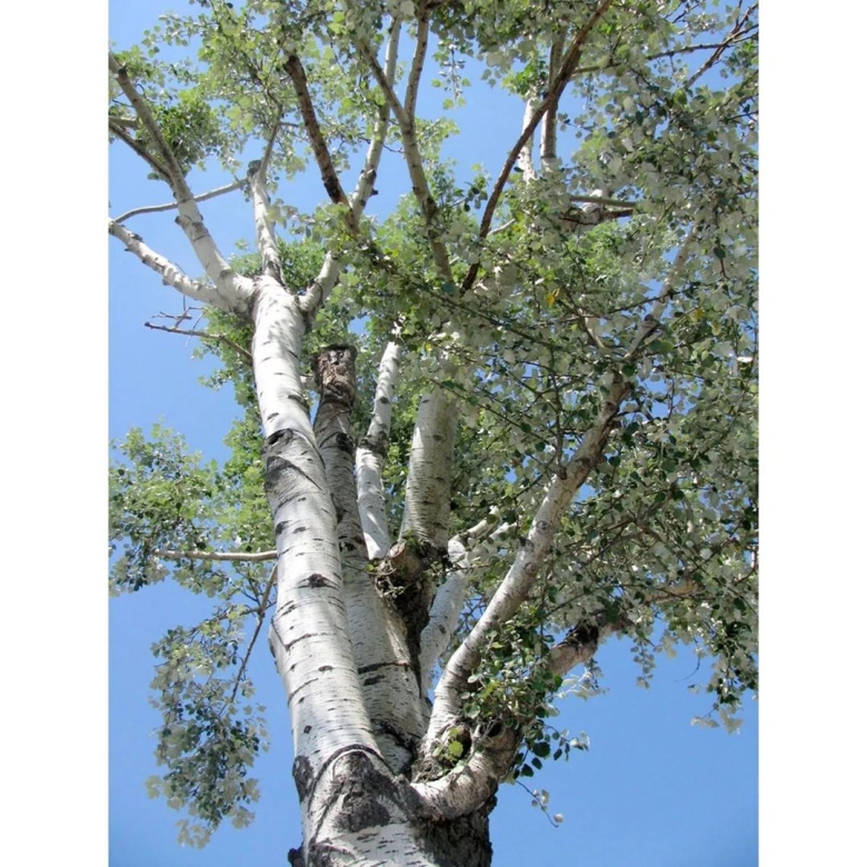 Тополь серебристый Populus Alba