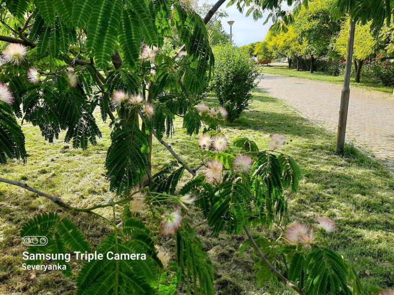 Альбиция ленкоранская акация