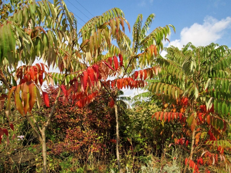Белолиственница дерево Краснодарский