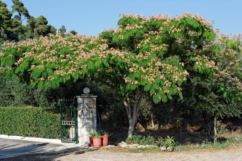 Ленкоранская акация