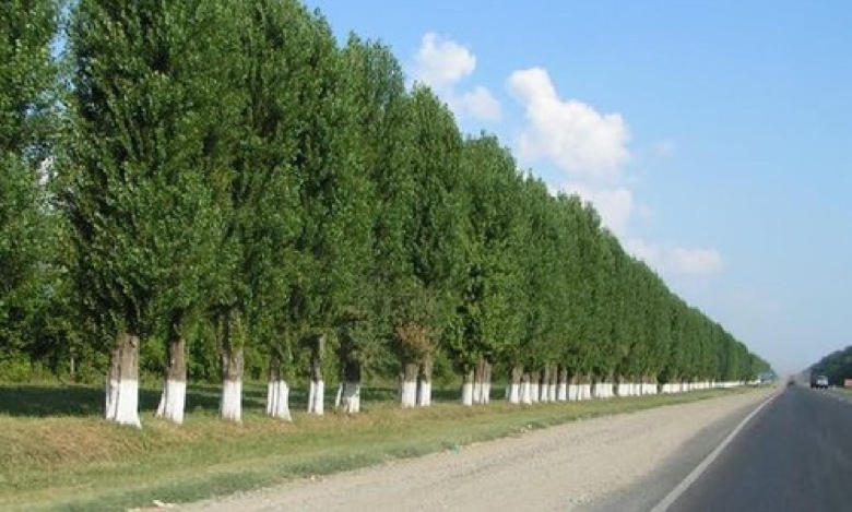 Тополь пирамидальный Populus pyramidalis