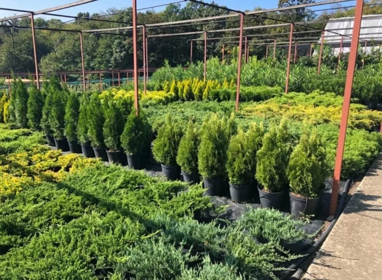 Истринский питомник растений хвойников