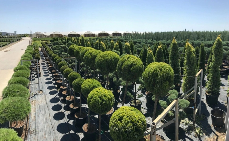 Хутор ленина питомник растений