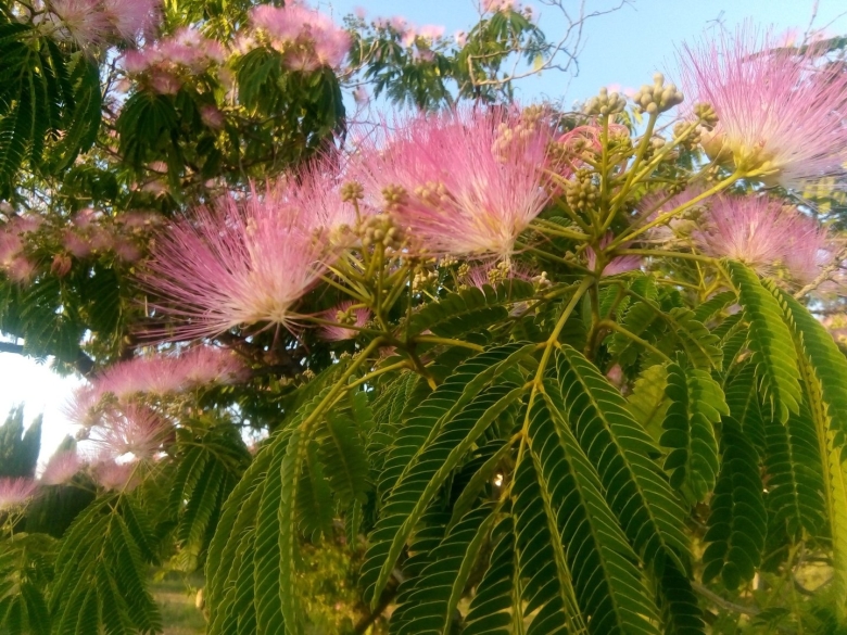 Альбиция шёлковая ленкоранская Акация