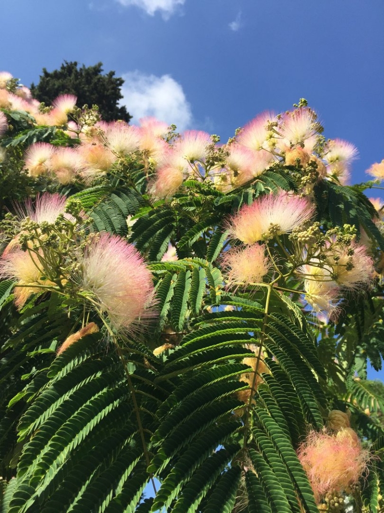 Альбиция ленкоранская Акация