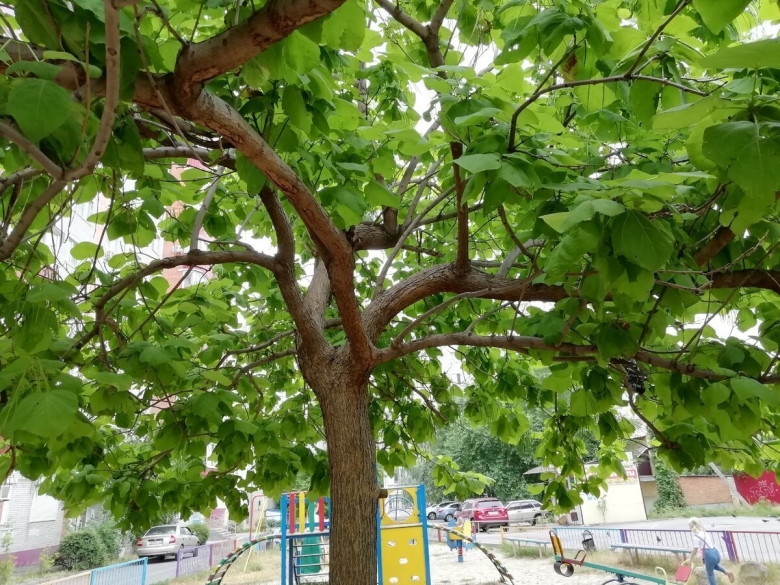 Катальпа дарахти