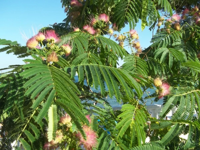 Альбиция ленкоранская лист