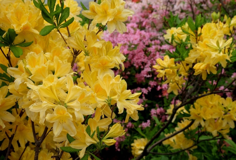 Дерево рододендрон Синтия