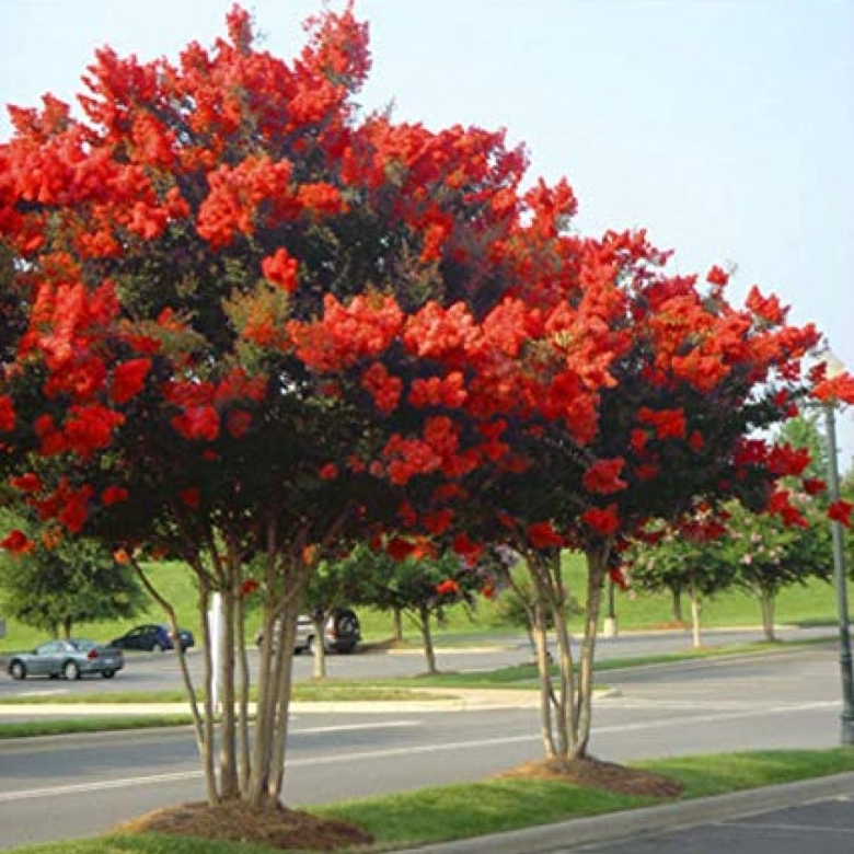 Лагерстремия ред рокет