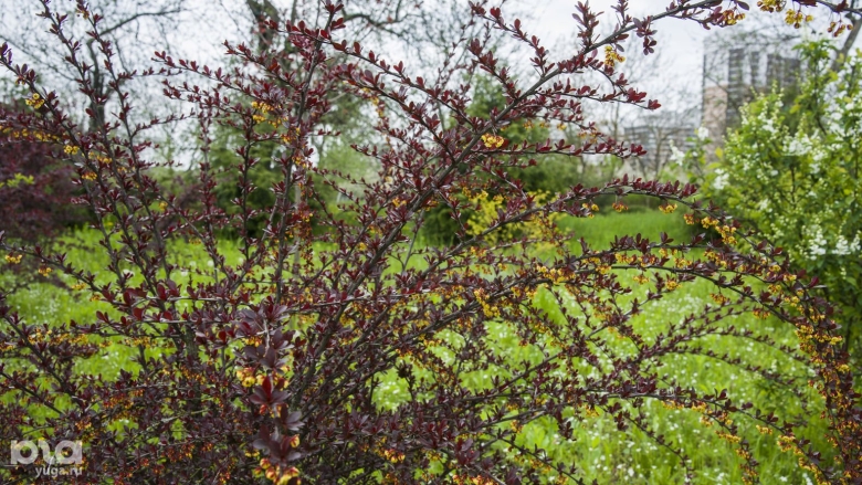 На Кубани растение в горшке весной