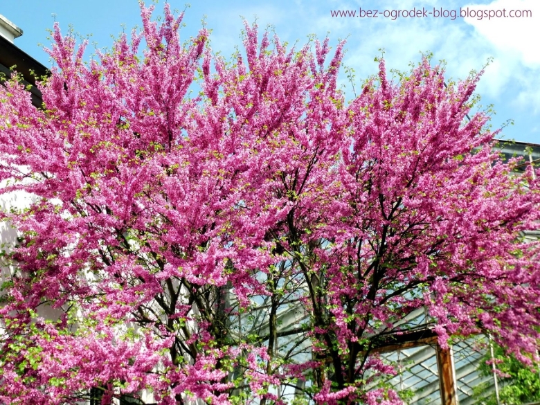 Красивоцветущие кустарники Турции