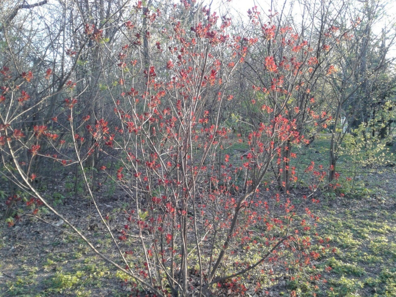 Плодовые деревья Краснодарского края