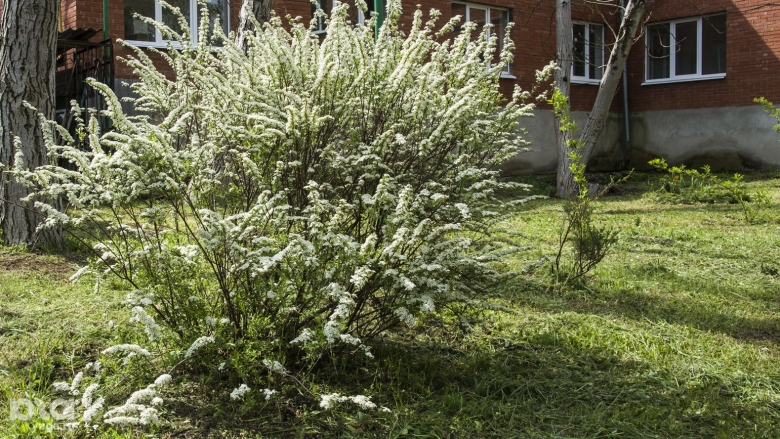 Цветущие кустарники Кубани