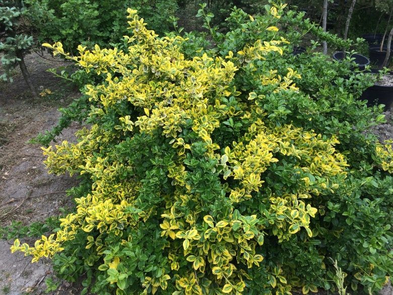 Декоративные кустарники для дачи