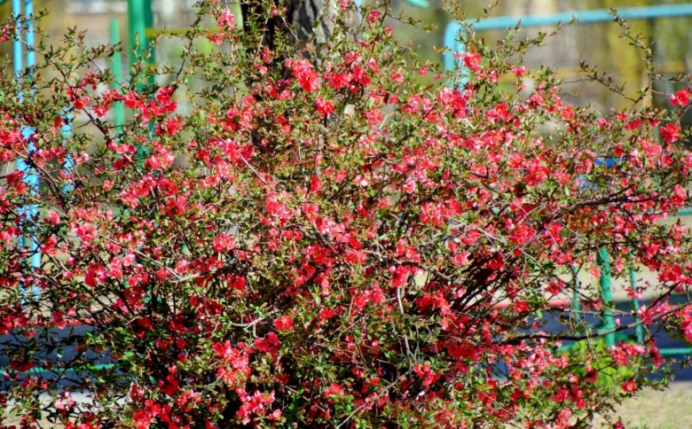 Цветущие кустарники Кубани