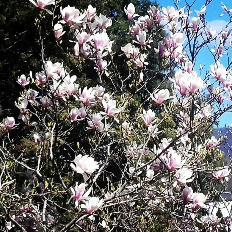 Магнолия дарахти