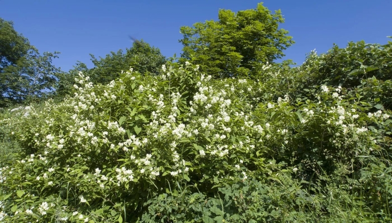 Philadelphus caucasicus