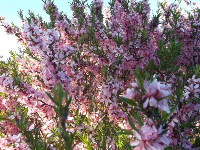 Миндаль степной бобовник