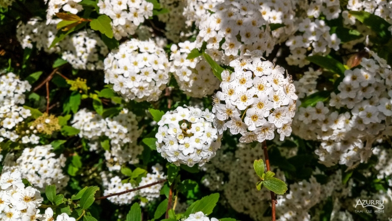 Спирея ниппонская