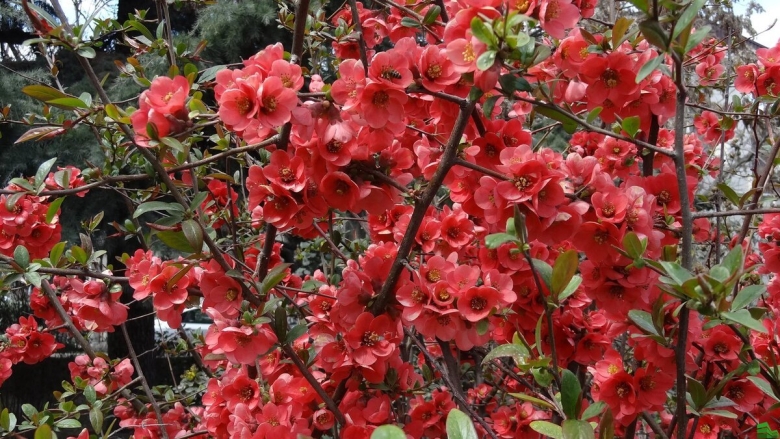 Хеномелес японский