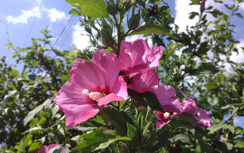 Гибискус сирийский