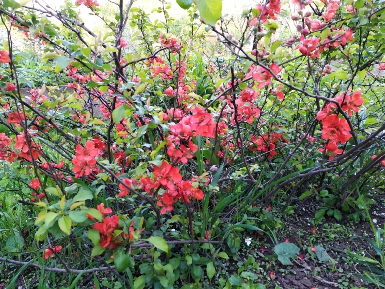 Хеномелес Саржента