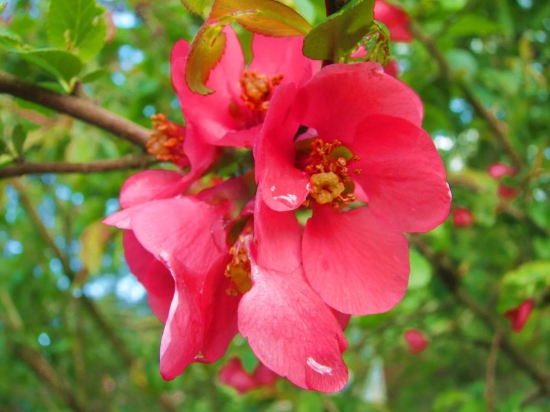 Айва японская дерево