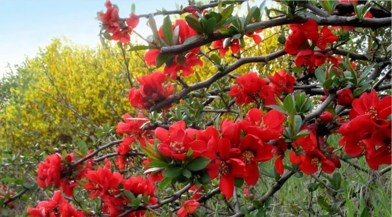 Хеномелес катаянский куст