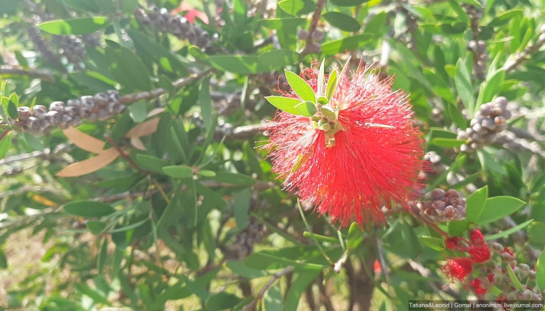 Земляничник мелкоплодный крым