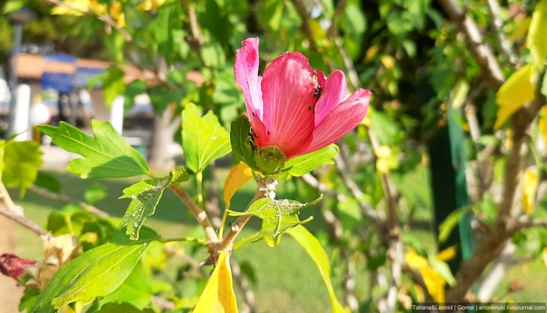 Раноцветущие кустарники Крыма