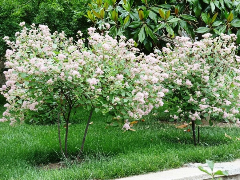 Штамбовая сирень палибин