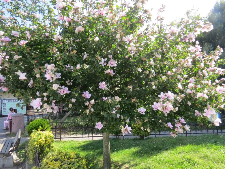 Цветущие кустарники в Анапе