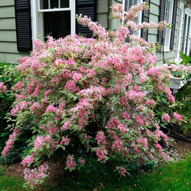 Вейгела Nana variegata