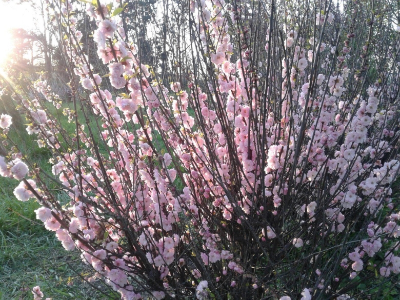 Цветущие кустарники Краснодарского