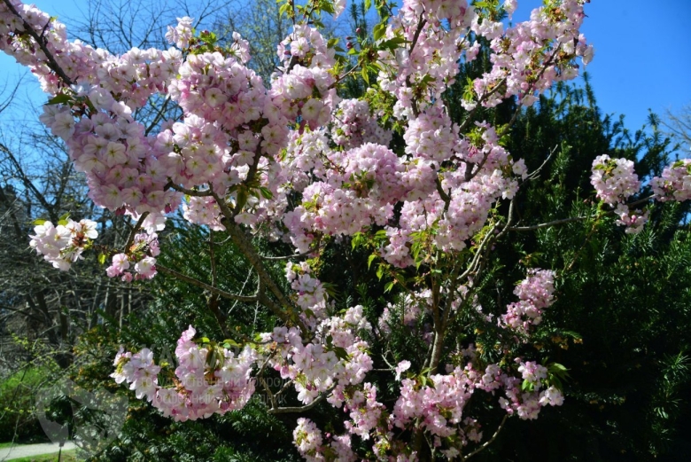 Вишня мелкопильчатая кику-шидаре-сакура