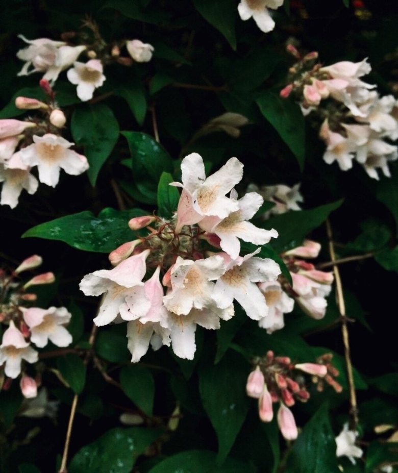 Вейгела марун Свон