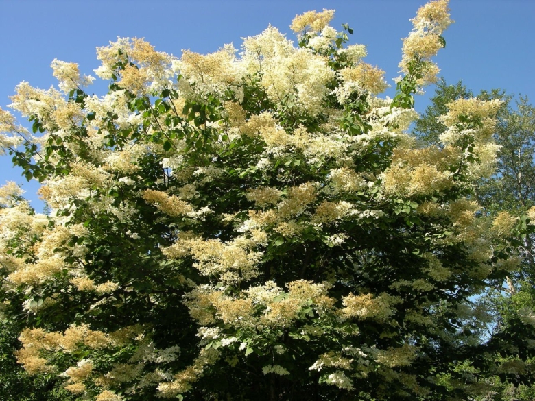 Сирень Амурская куст