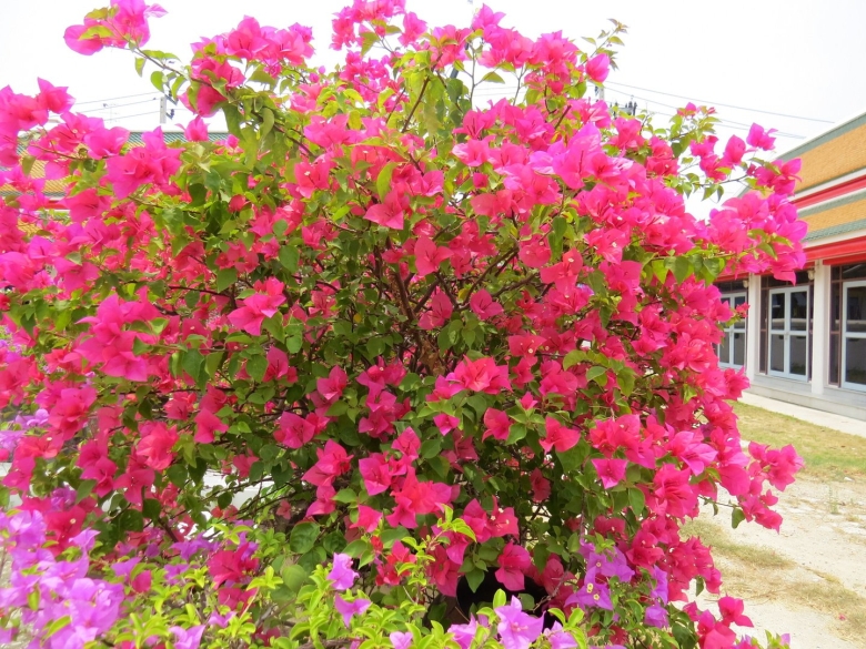 Гибискус Архипо Осиповка