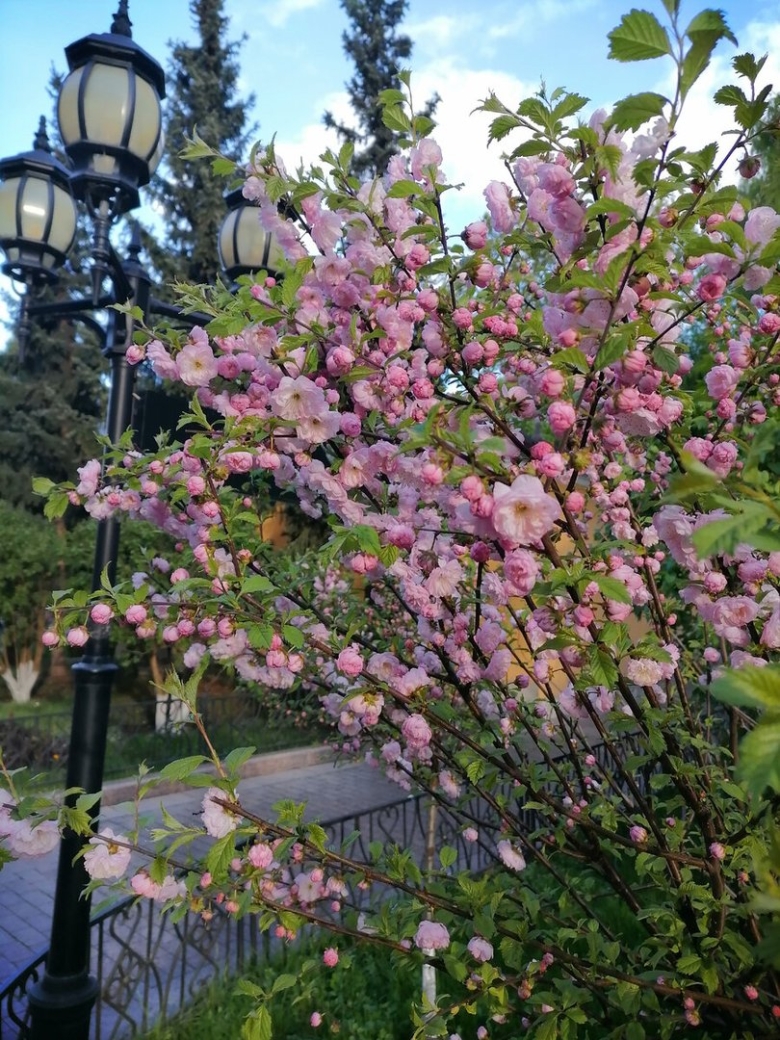 Кустарник цветущий