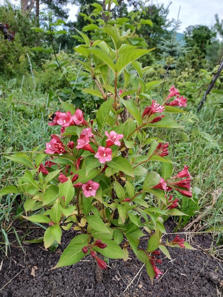 Вейгела Бристол Руби